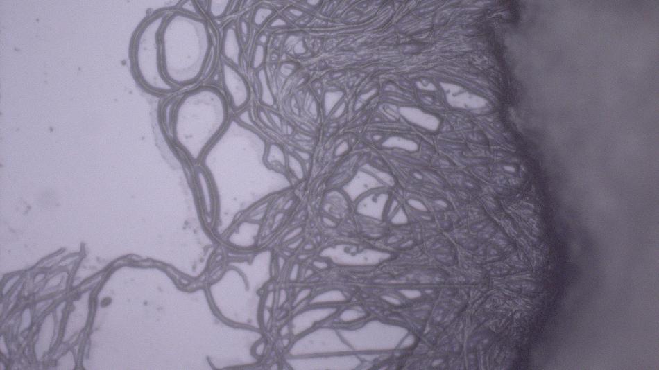 Circular Biobased Mycomaterial