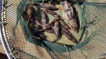 Zingel gefangen in der Fischwanderhilfe am Kraftwerk Greifenstein.