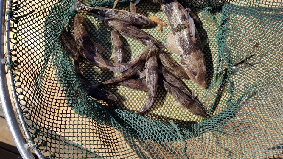 Zingel gefangen in der Fischwanderhilfe am Kraftwerk Greifenstein.