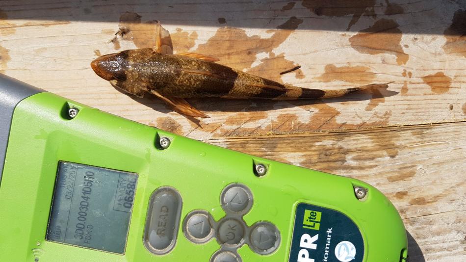 Zingel (Zingel zingel) mit PIT-Tag Hand Lesegerät