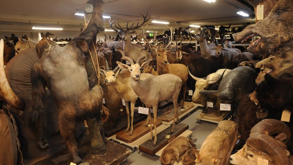 Tiefspeicher Säugetiersammlung