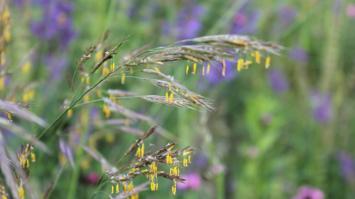 Biodiversität_Gräser