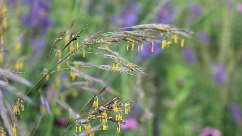 Biodiversität_Gräser