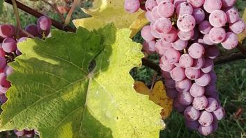 Foto: Souvignier gris