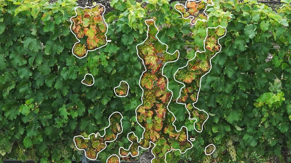 Weinanbaugebiet - Südsteiermark