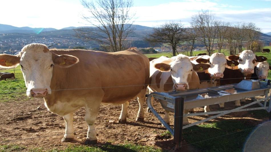 Die Helden der Käseproduktion